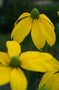 Rudbeckia Herbstsonne