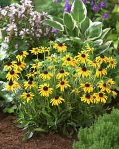 Rudbeckia Viette's Little Suzy PBR