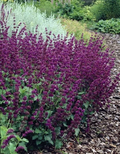 Salvia Purple Rain