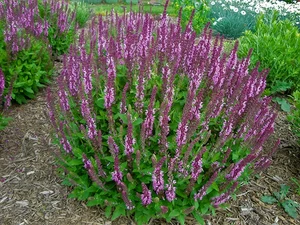 Salvia Sensation Rose