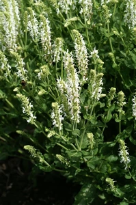 Salvia Snow Hill (nemerosa)