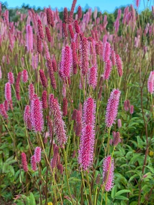 Sanguisorba Blackthorn