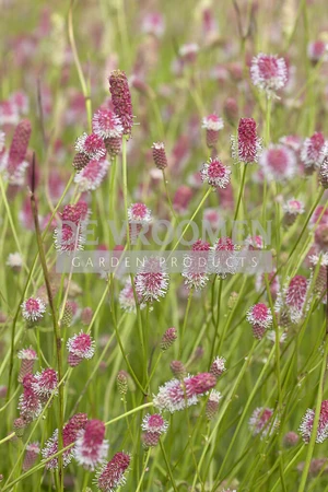 Sanguisorba Pink Tanna