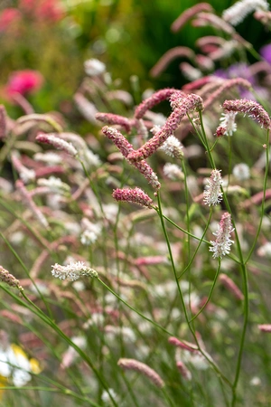 Sanguisorba Strawberry Frost