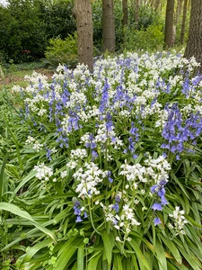 Scilla Hispanica Mix (Blue + White)