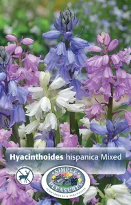 Scilla Hispanica Mixed | Cappers 10 x 20