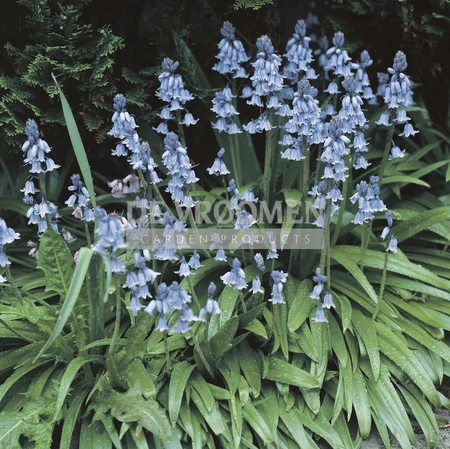 Scilla Hispanica non-scripta