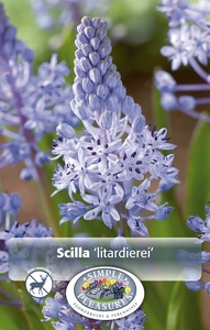 Scilla litardierei | Cappers 10 x 20