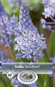 Scilla litardierei | Cappers 10 x 20