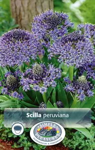 Scilla peruviana | Cappers 2 x 25