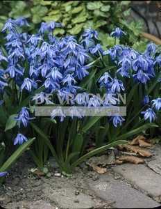 Scilla siberica