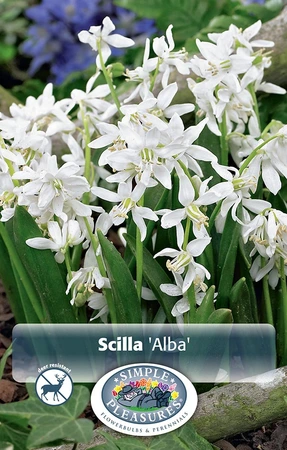 Scilla Siberica Alba | Cappers 10 x 20