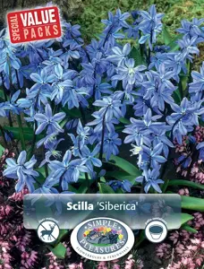 Scilla Siberica | Cappers 35 x 15