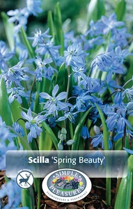 Scilla Siberica Spring Beauty | Cappers 15 x 20