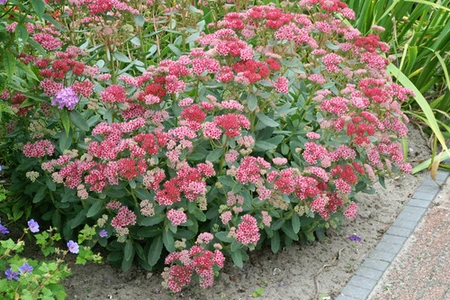 Sedum Abbeydore