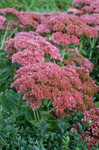 Sedum Autumn Joy (Herbstfreude)