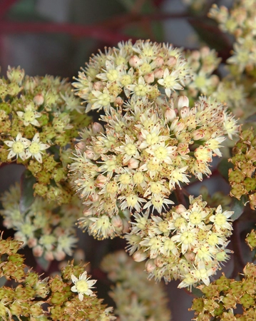 Sedum Eline