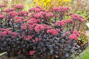 Sedum Jose Aubergine PBR