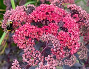 Sedum Mojave Jewels Diamond PBR