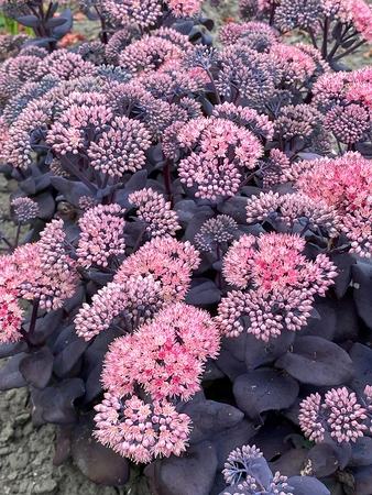 Sedum Mojave Jewels Sapphire