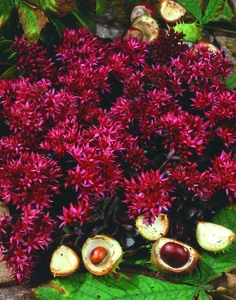 Sedum Munstead Dark Red (telephium)