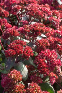 Sedum Red Cauli