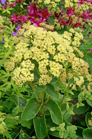 Sedum Sunkissed