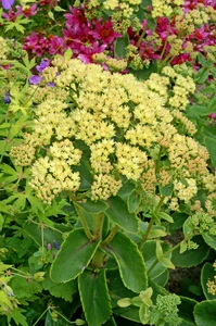 Sedum Sunkissed