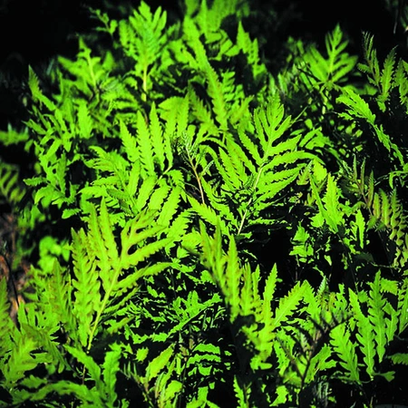 Sensitive Fern