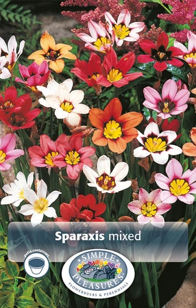 Sparaxis Mixed tricolor sparaxis | Capper 5 x 16