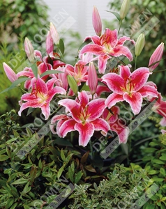 Lilium Star Gazer | 25 pce