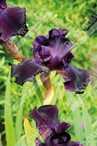 Iris Superstition | 18 pce