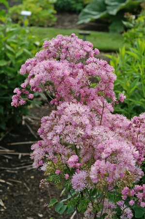 Thalictrum Aquilegifolium