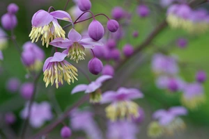 Thalictrum Delavayi