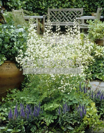 Thalictrum Delavayi Album