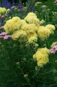 Thalictrum Flavum