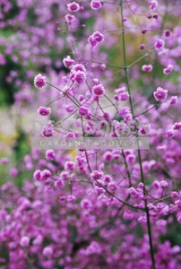 Thalictrum Hewitt's Double