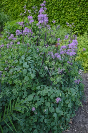 Thalictrum My Little Favorite