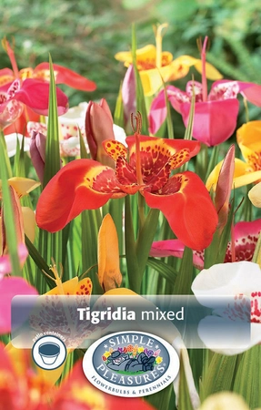 Tigridia Mixed pavonia | Capper 5 x 16