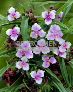 Tradescantia Bilberry Ice