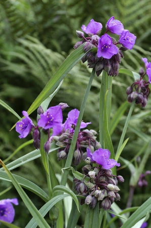 Tradescantia Concord Grape