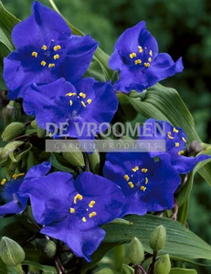 Tradescantia Leonora