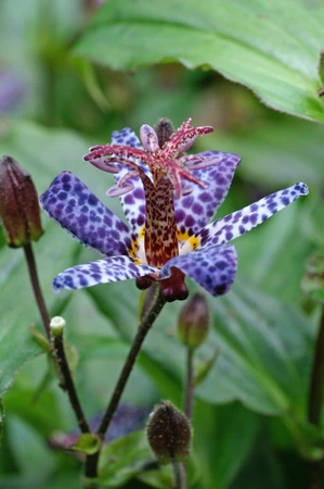 Tricyrtis  Blue Wonder | 25 pce