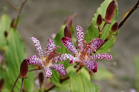 Tricyrtis  Empress | 25 pce