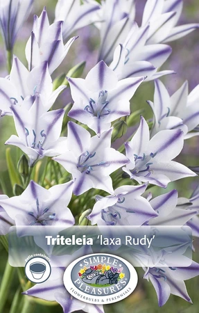 Triteleia laxa Rudy | Cappers 15 x 20