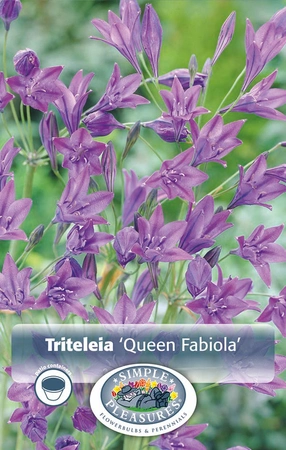 Triteleia Queen Fabiola | Capper 5 x 16