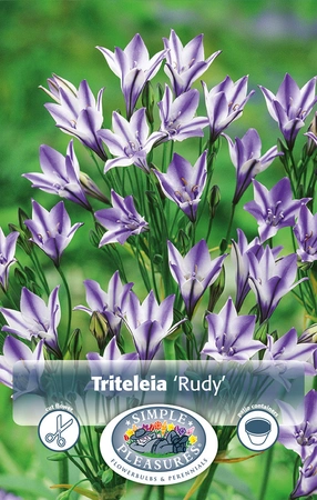 Triteleia Rudy | Capper 5 x 16