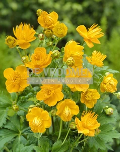 Trollius Golden Queen