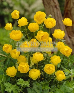 Trollius Lemon Queen