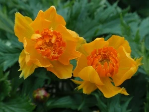 Trollius Orange Crest